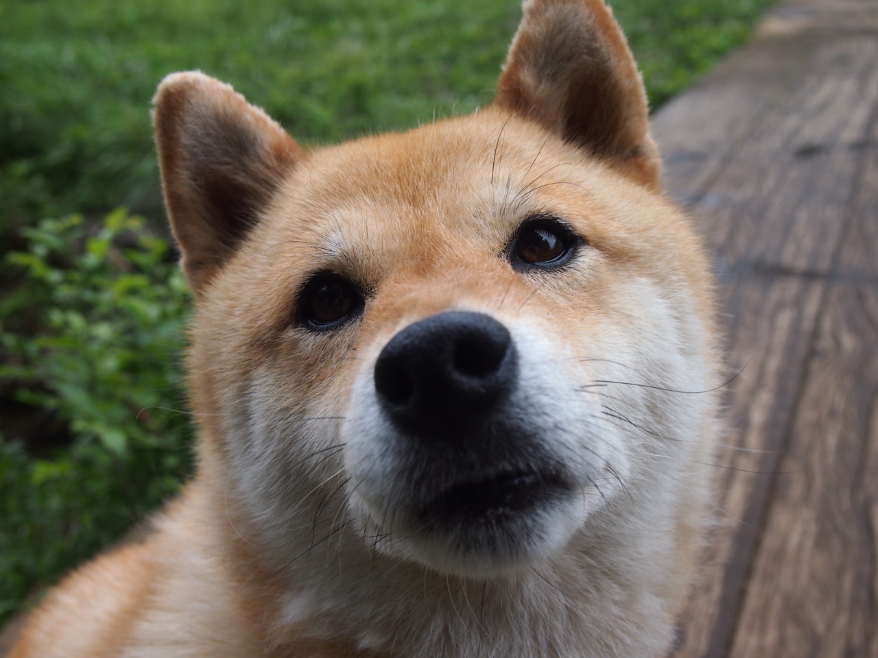 中国足球关键进攻回合执行力统计,中国足球归化要求