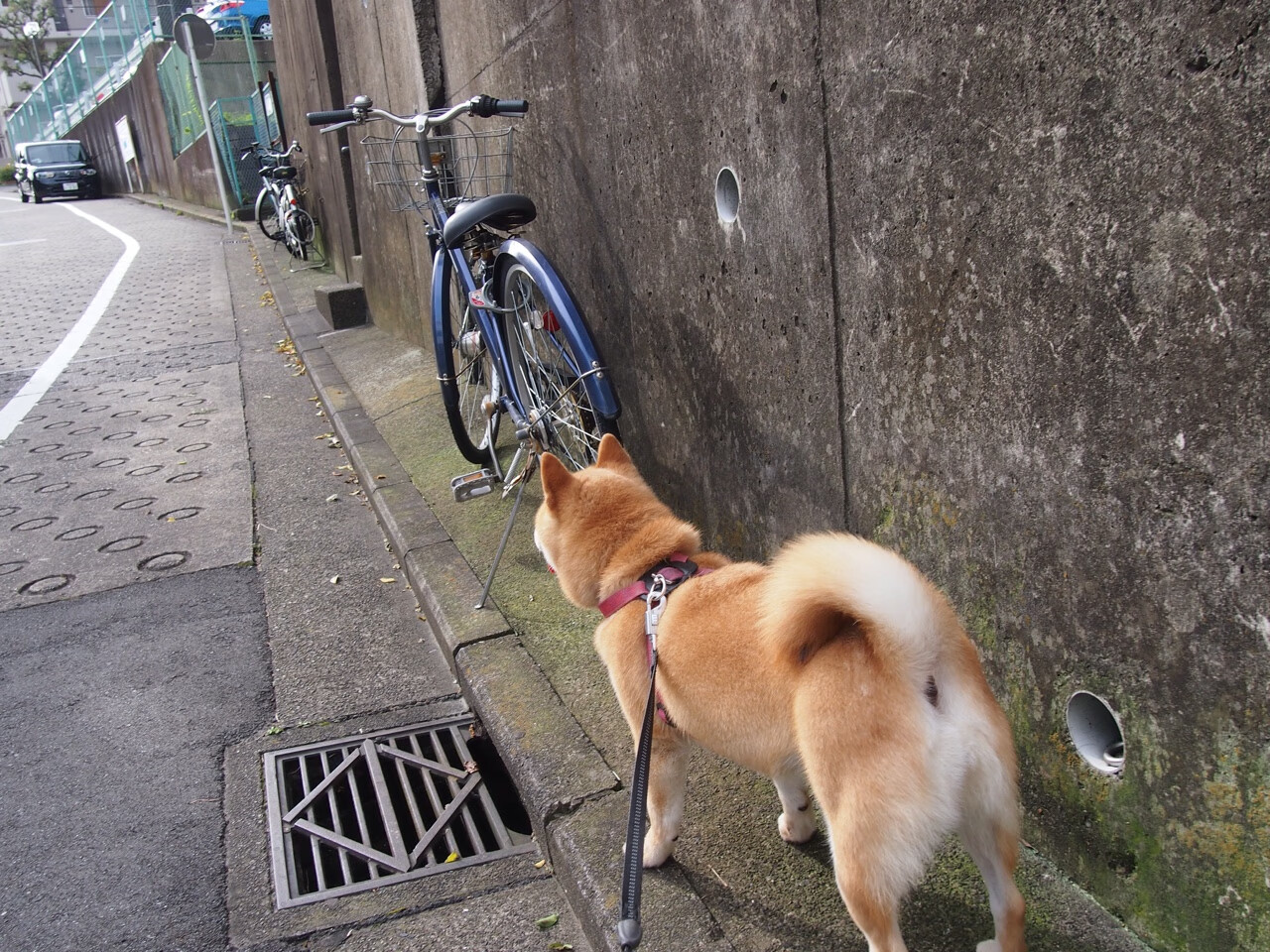 中国足球各省青训贡献度分析报告,中国足球青训基地有哪些