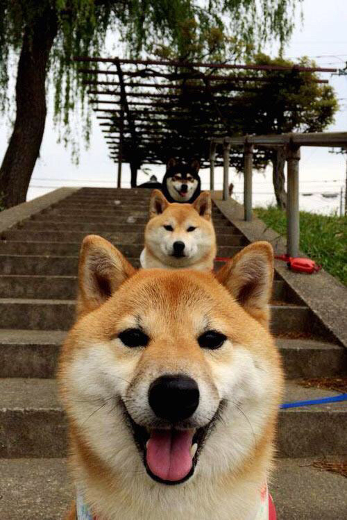 中国足球各级别教练执教风格雷达图,中国足球教练组成员