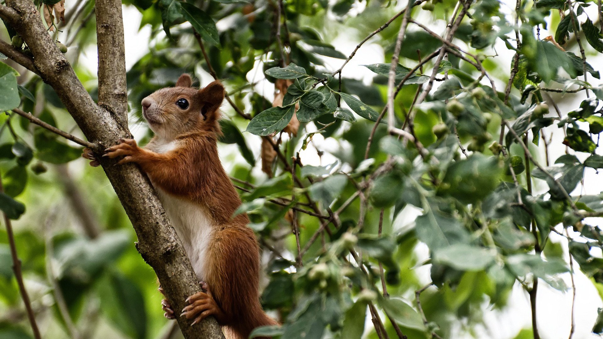 中国三人篮球男队奋力拼搏赛场表现抢眼，中国三人篮球男队战绩