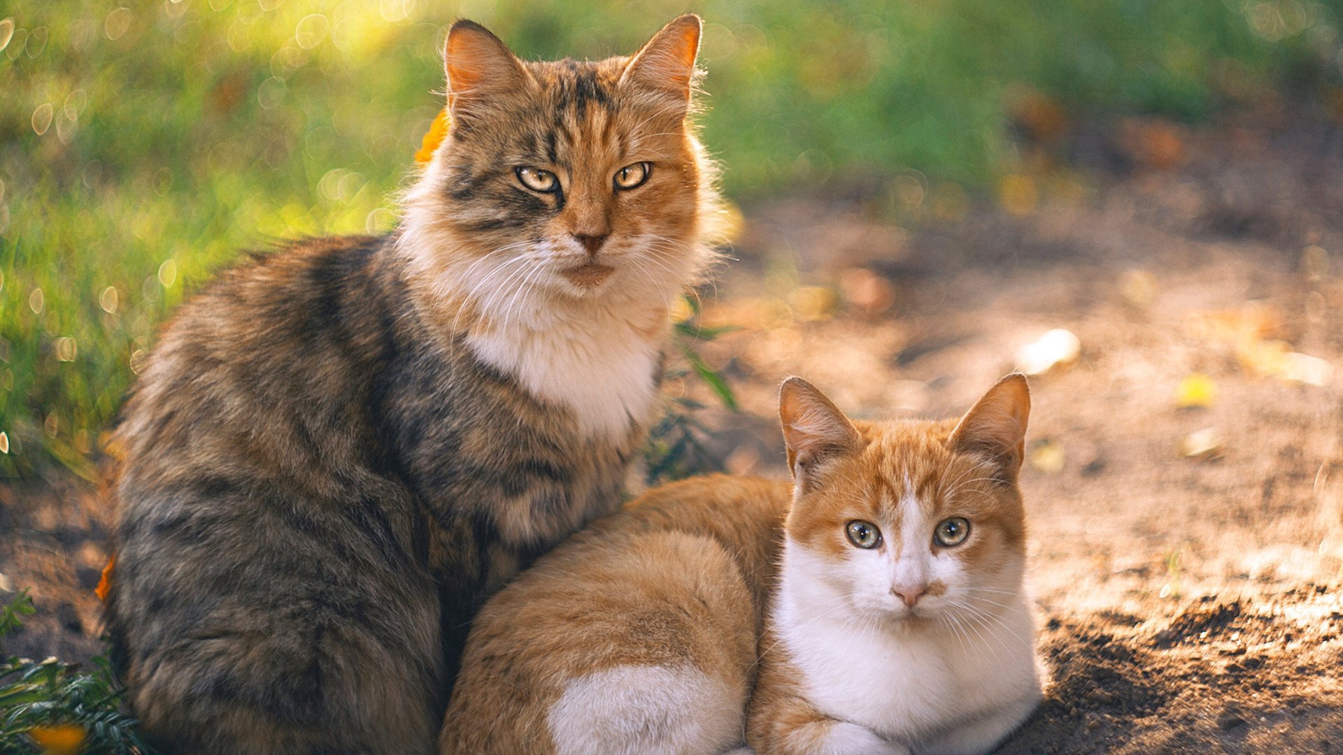 北京鸭关键战役中坚持团队协作稳住局势