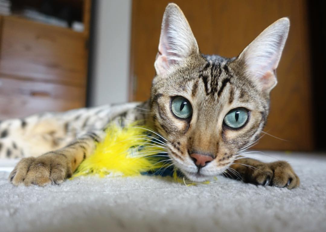 世界杯逆转传奇:英雄再现,奇迹不断!,世界杯惊天大逆转