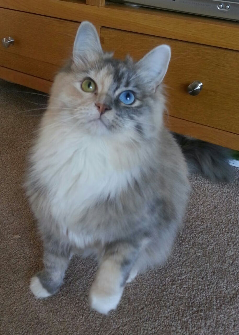 中超联赛吸引国际明星,市场影响力扩大