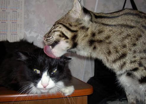 全国女子篮球精英赛成为人才选拔平台,全国女子篮球运动会