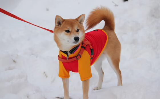 图穆亚通过精准的传球与突破,打破对手防线,穆拉德忠·图伊奇耶夫
