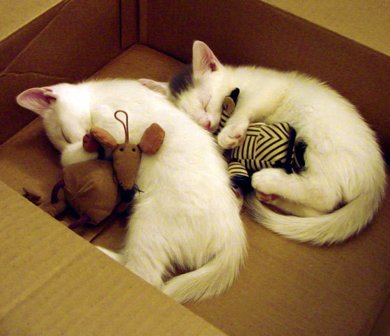 恩多比·恩乔:一位全面的球员,带领南非队走向新高度,恩多简历