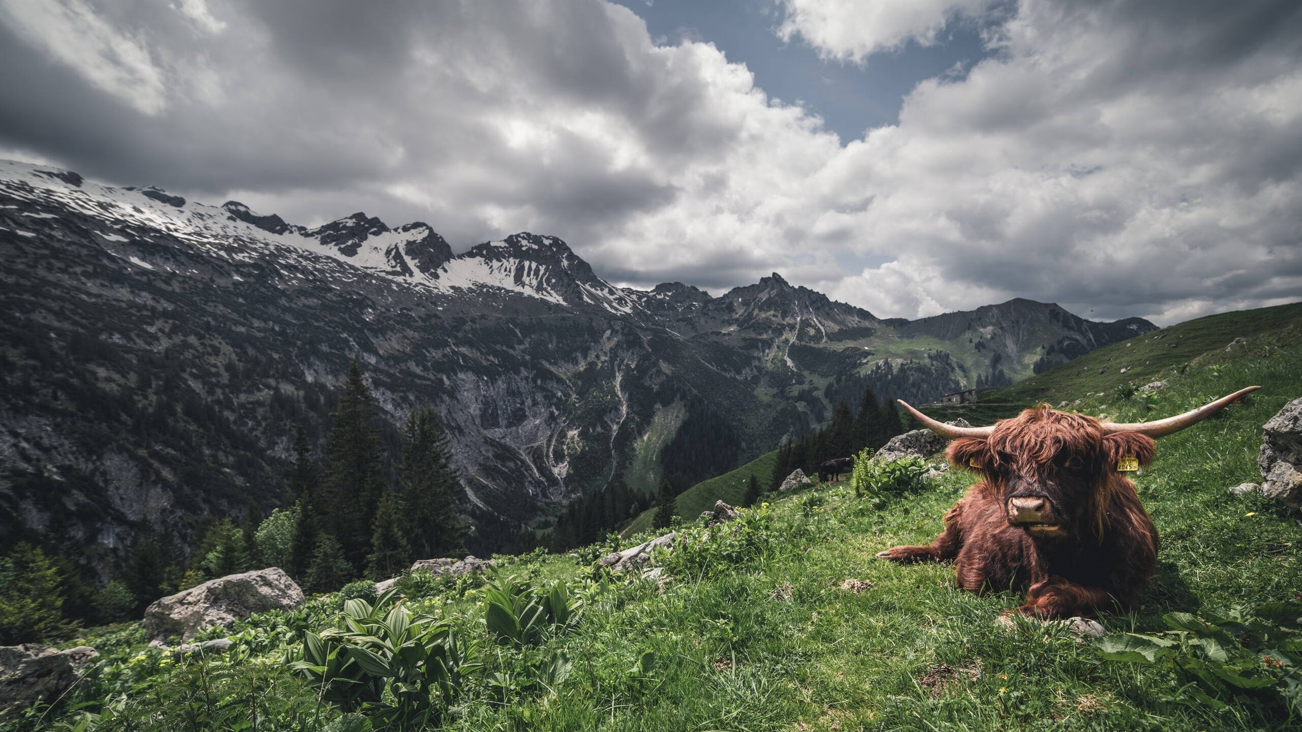梅西带领阿根廷稳步前行，冲刺世界杯