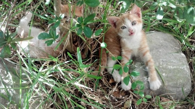 王宗源决赛发挥获教练肯定，王宗源教练是谁