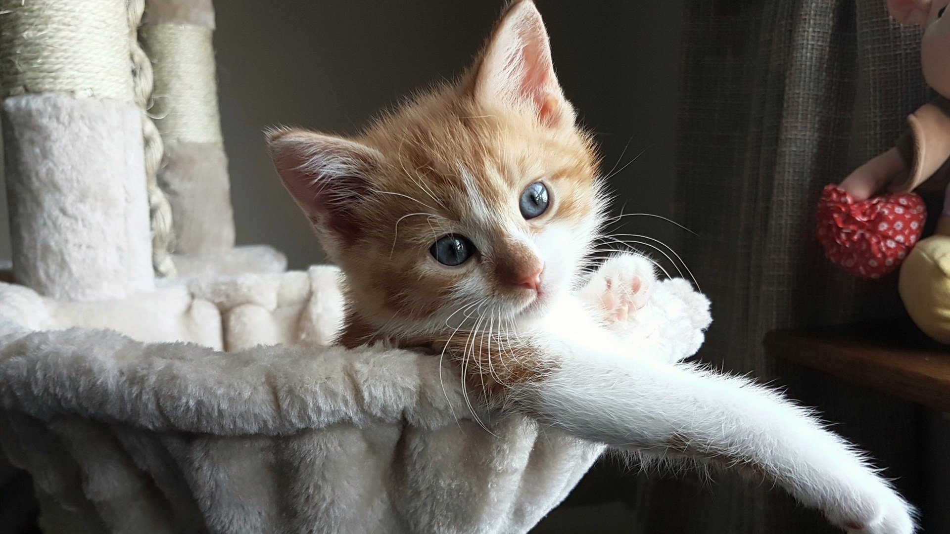 电竞赛事转播技术升级引领高清体验，电竞转播技术招聘