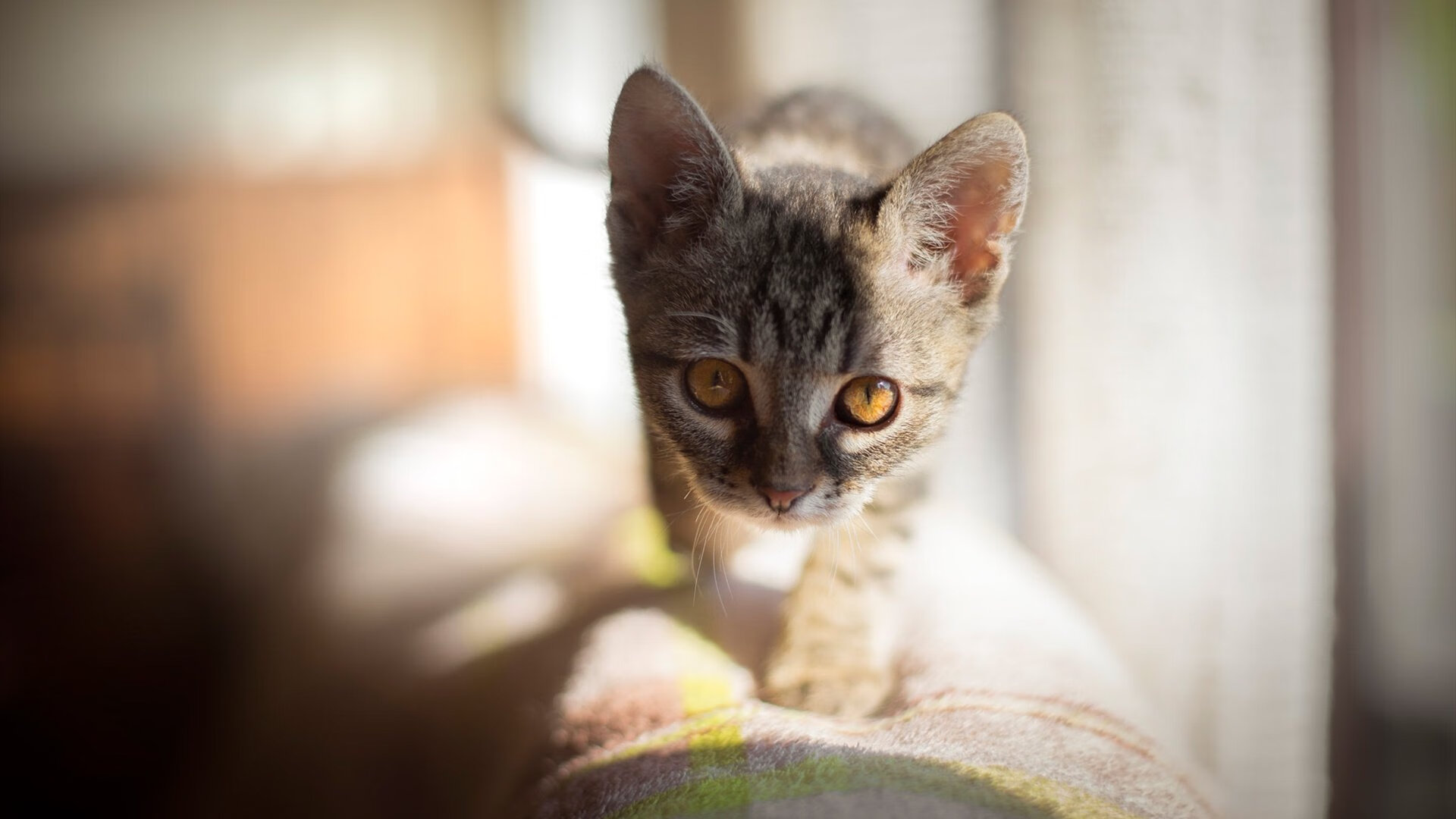 蝶泳决赛成中意选手较量新舞台，蝶泳 决赛