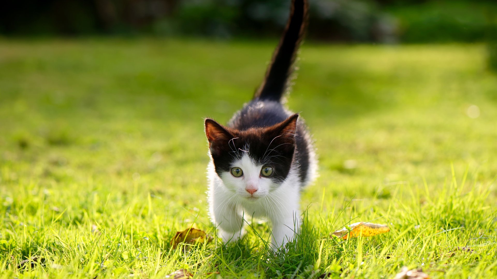 Cole Palmer决赛梅开二度引领胜利,总决赛梅奥