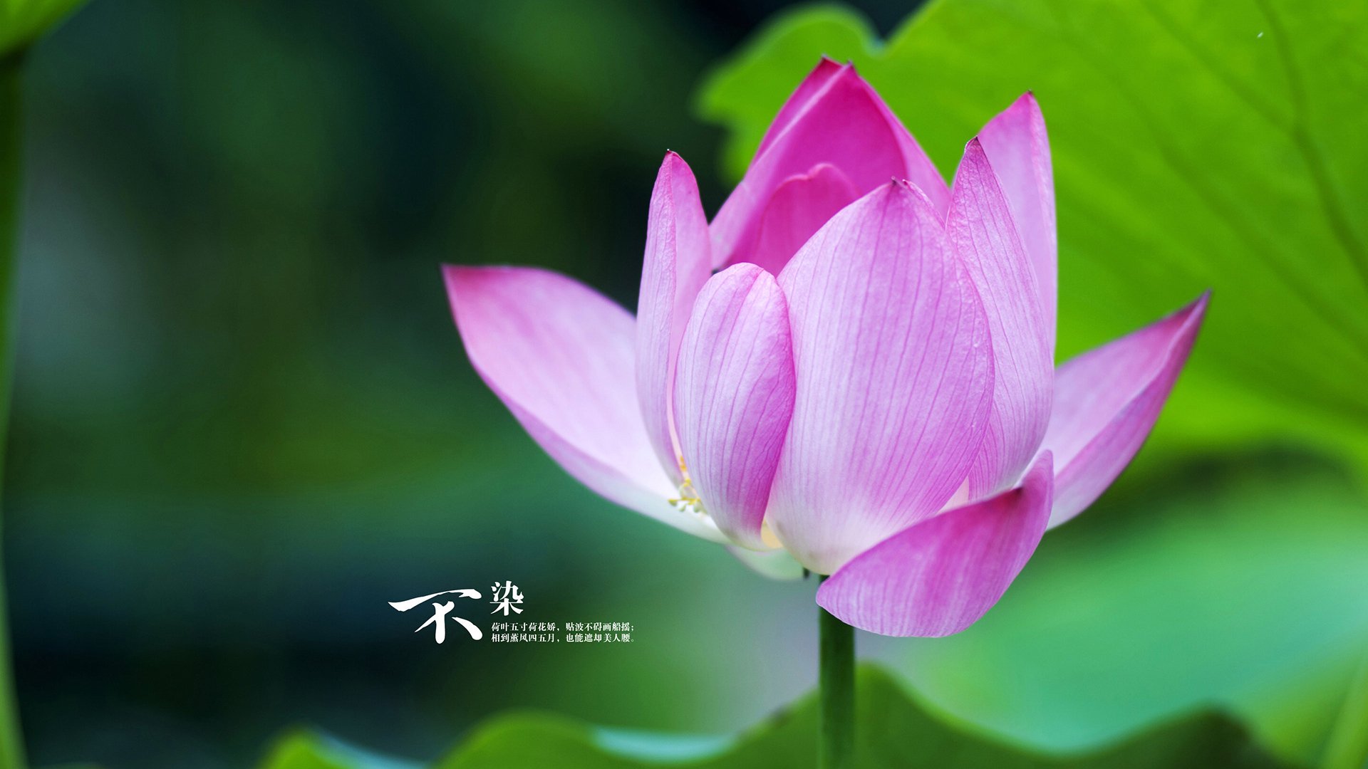 PSG明星球员压阵，海湾者挑战艰难的全景解读