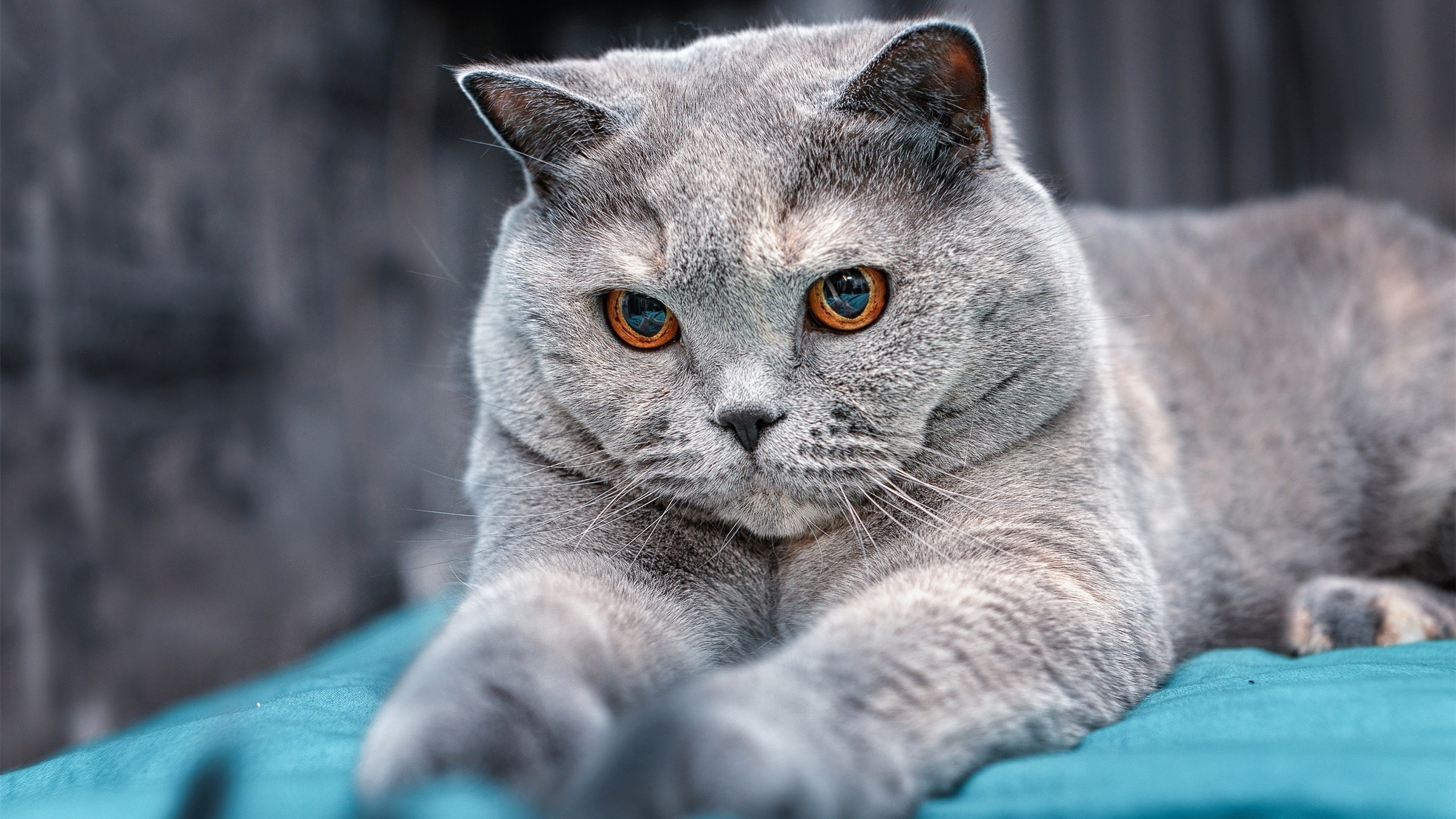 中国足球球员社会媒体影响力与公共形象塑造，足球队员中国